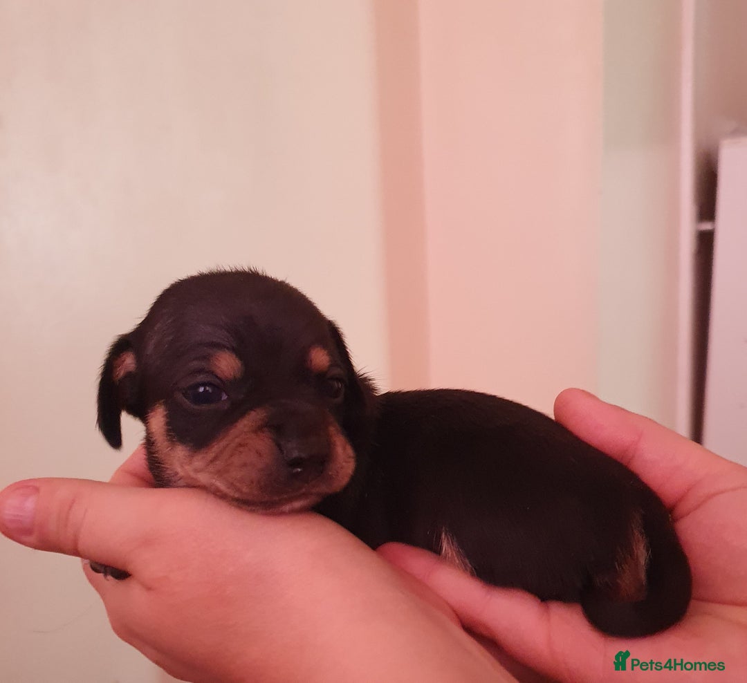 Miniature Dachshund dogs for sale: 4 beautiful miniature dachshund puppy's  - Image 3