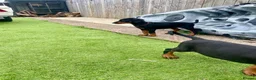 Dobermann dogs for sale: European Doberman puppies 3 available!! - Advert 9