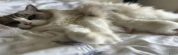 Ragdoll cats for sale: Muffin Our Funny Confident Little boy - Advert 6