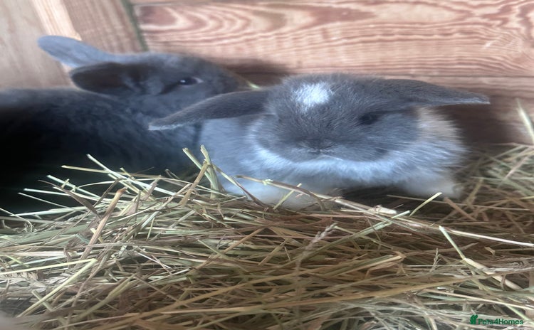 Mini Lion Lop rabbits - Advert 2