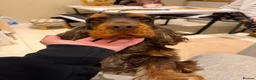 Cocker Spaniel dogs for sale: TRUE SHOW TYPE COCKER SPANIELS - Advert 15