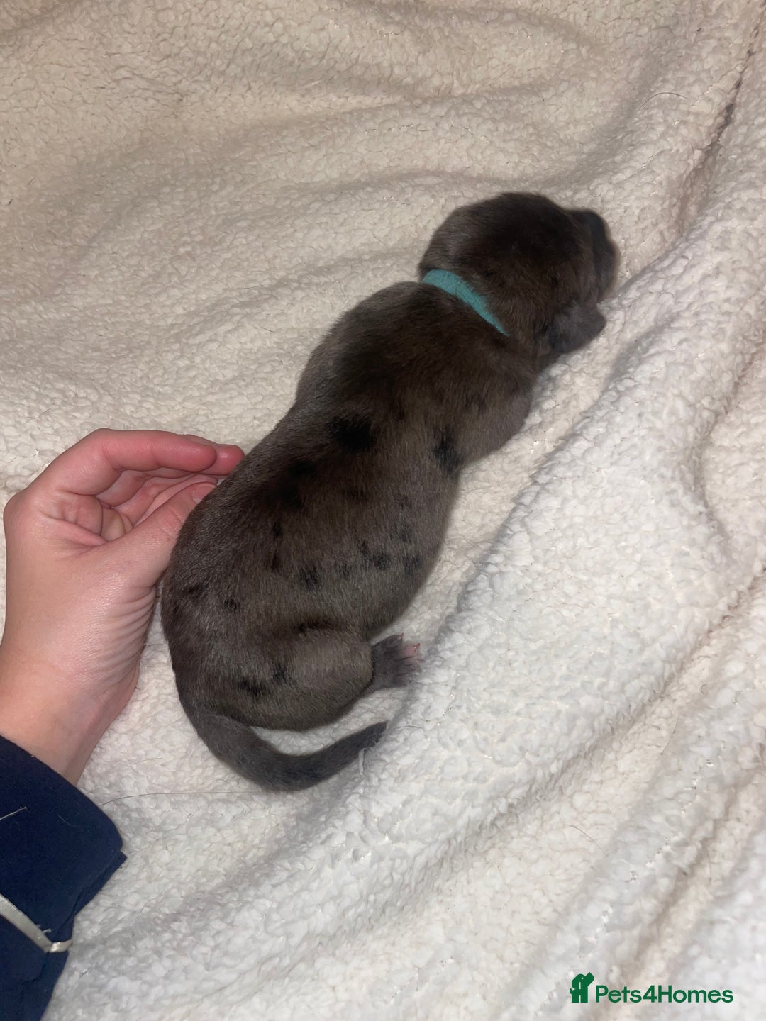 Cane Corso dogs for sale: Harlequin cane corso x pedigree cane corso puppies - Advert 13