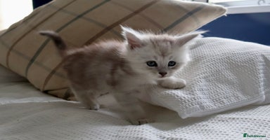 Maine Coon cats - Advert 1