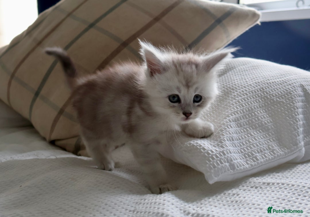 Maine Coon cats for sale: ***High Silver Shaded Kittens*** - Image 3