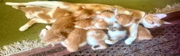Mixed Breed cats for sale: Tabitha has had a joyful litter of 7 beauties! - Advert 1