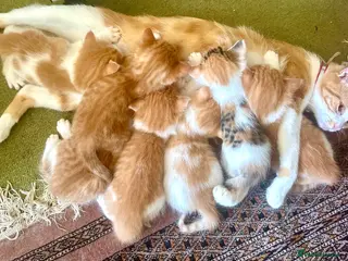 Mixed Breed cats Tabitha has had a joyful litter of 7 beauties! - Advert 1