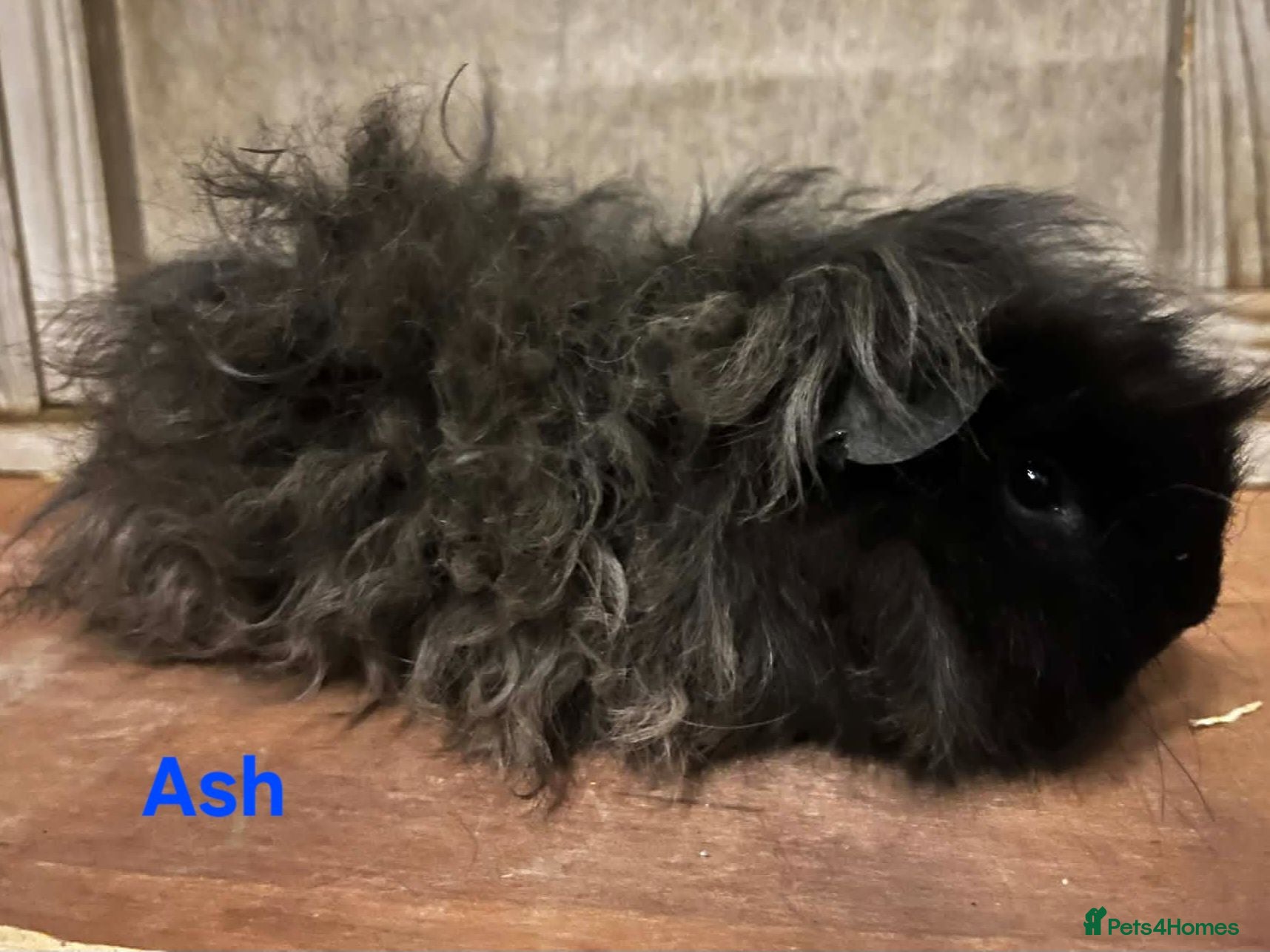 Guinea Pig rodents Pure Bred Lunkarya Boar - Advert 3