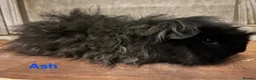 Guinea Pig rodents for sale: Pure Bred Lunkarya Boar in Northampton - Advert 1