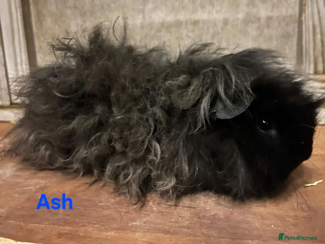 Guinea Pig rodents for sale: Pure Bred Lunkarya Boar in Northampton - Advert 1
