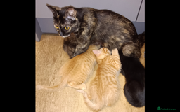 Mixed Breed cats for sale: Beautiful smiley kittens  - Image 6