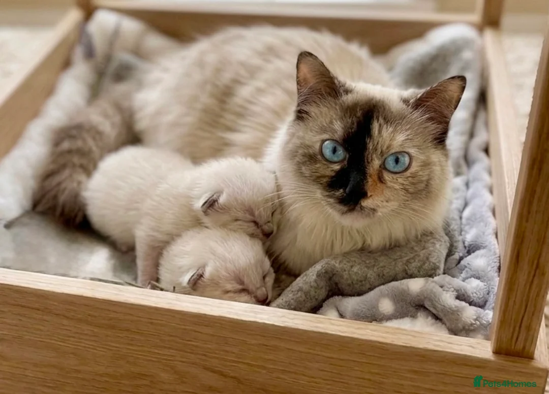 Ragdoll cats for sale: ✨ Stunning Ragdolls - Rare Colours - FINAL SPOTS ✨ - Advert 2