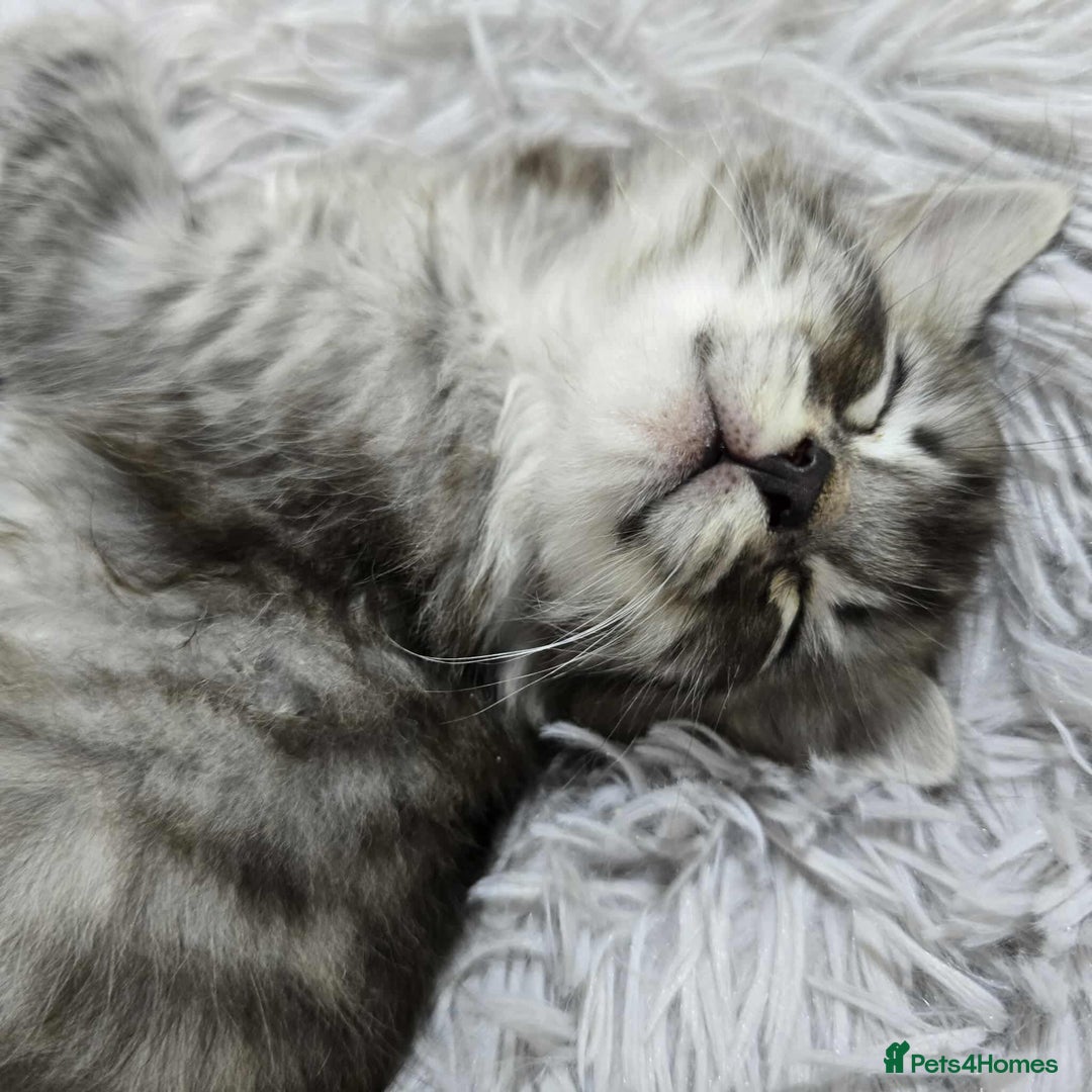 Mixed Breed cats for sale: 4 kittens for sale - Advert 5