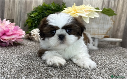 Shih Tzu dogs for sale: Adorable Shih Tzu Puppies Ready for Forever Homes - Image 2