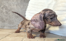 Miniature Dachshund dogs for sale: Miniature dachshund puppies  - Image 6