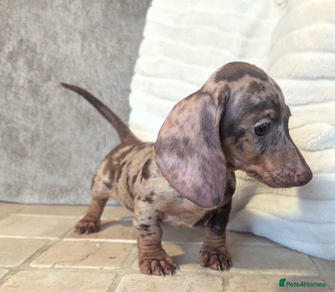Miniature Dachshund dogs for sale: Miniature dachshund puppies  - Image 6