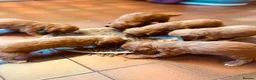 Cockapoo dogs for sale: 6 Gorgeous Cockapoo Pups ready for forever homes - Advert 5