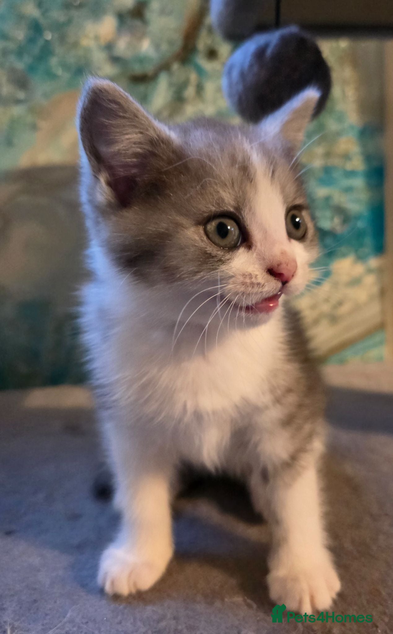 British Longhair cats Beautiful British long haired kittens - Advert 10
