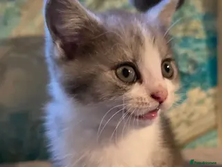 British Longhair cats Beautiful British long haired kittens - Advert 15