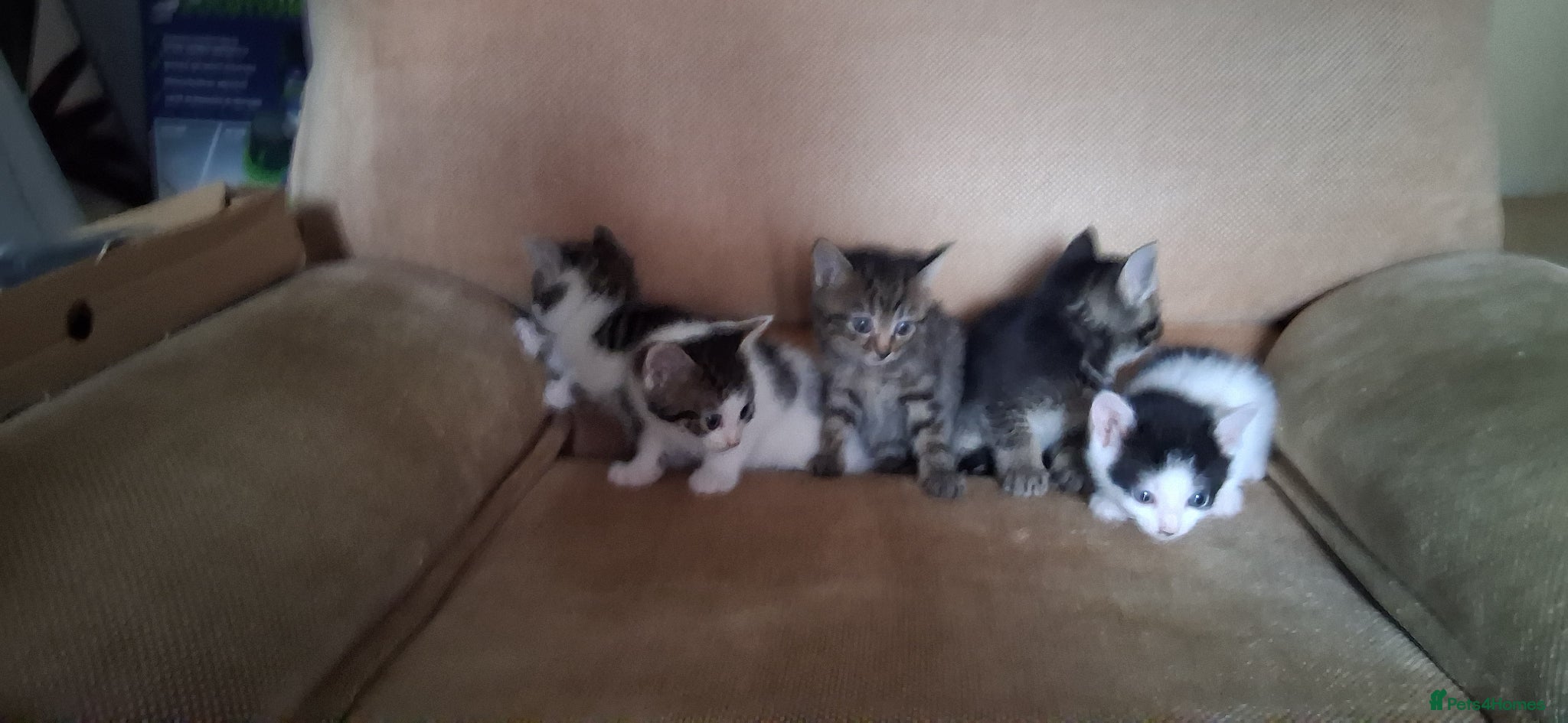 British Shorthair cats Cheeky kittens  - Advert 10