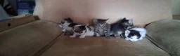 British Shorthair cats for sale: Cheeky kittens  - Advert 9