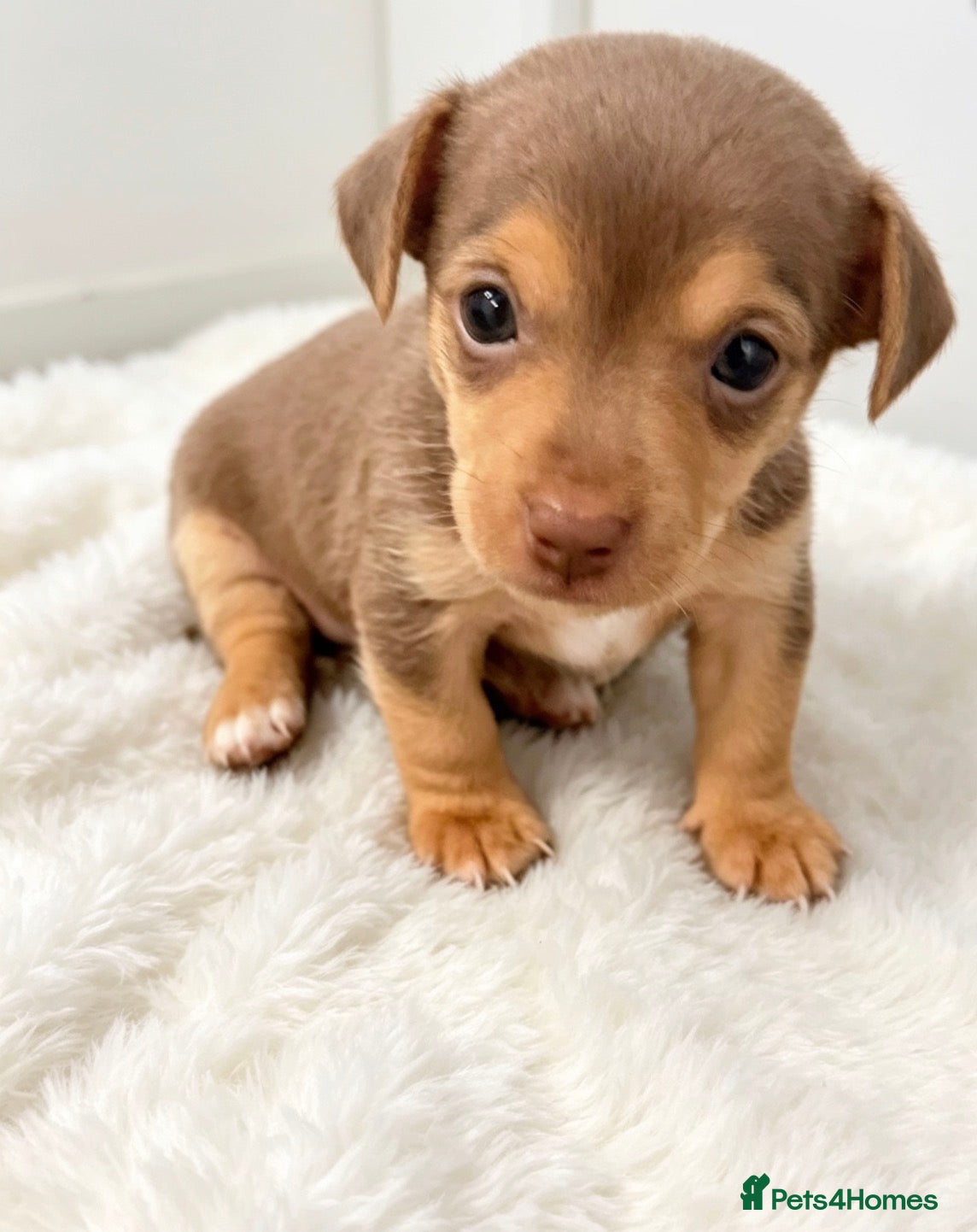 Jack Russell dogs Mini Jack Russell pups  - Advert 1