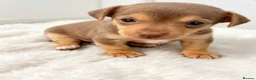 Jack Russell dogs for sale: Mini Jack Russell pups 🐶  - Advert 5