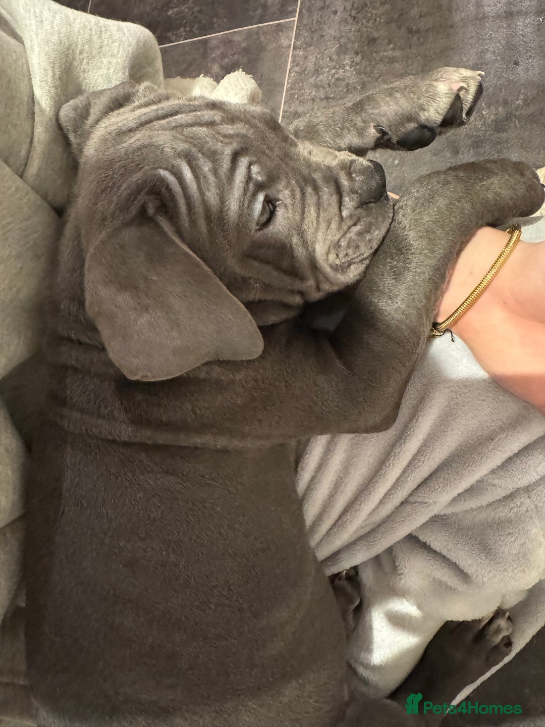 Cane Corso dogs for sale: Cane corso puppy’s  - Advert 4