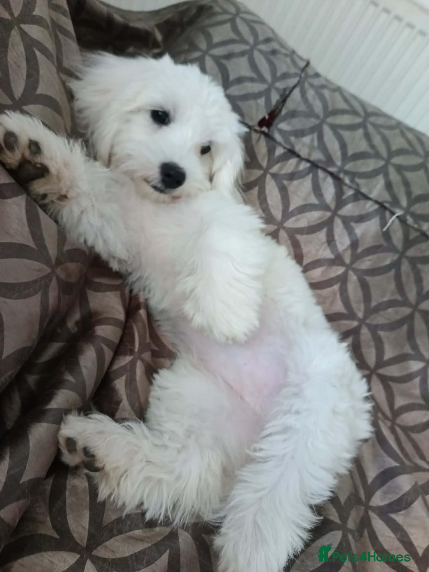 Maltese dogs Cicii - Advert 14