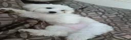 Maltese dogs for sale: Cicii - Advert 1