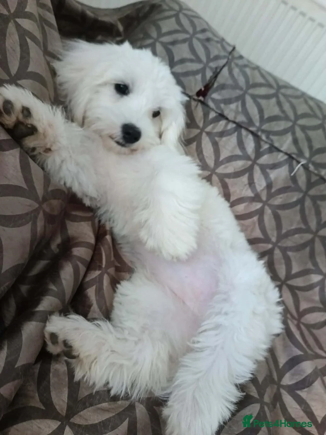 Maltese dogs for sale: Cicii - Advert 1