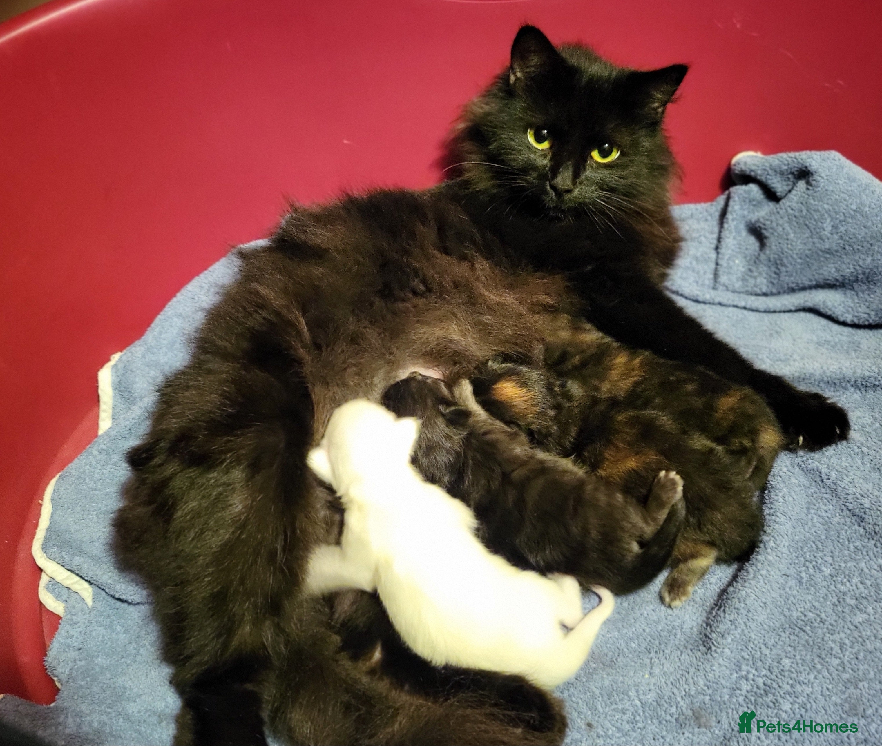 Maine Coon cats Maine Coon X kittens - Advert 1