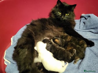 Maine Coon cats Maine Coon X kittens - Advert 1