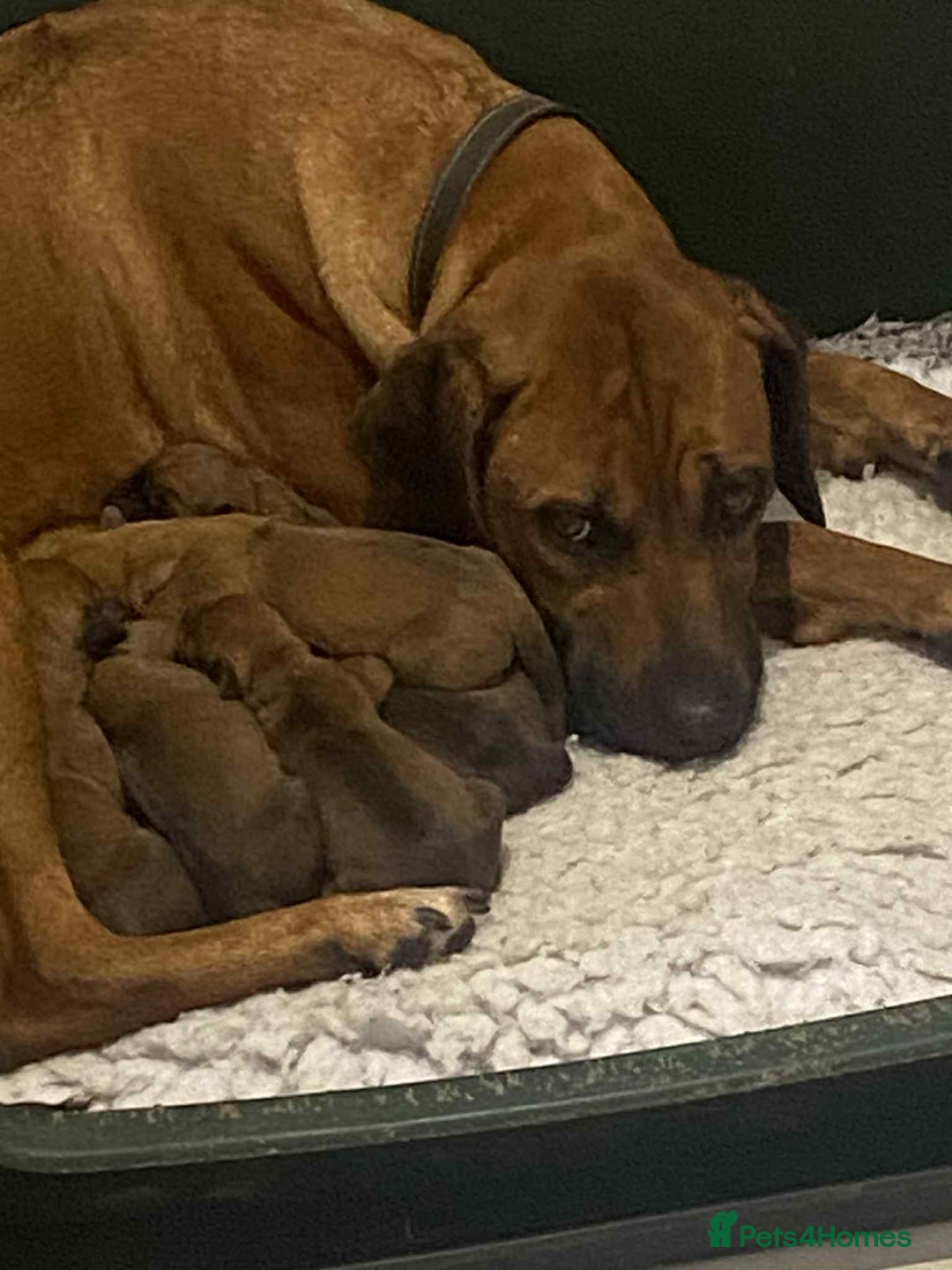 Rhodesian Ridgeback dogs for sale: KC reg Rhodesian Ridgeback puppies - Image 8