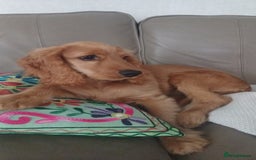 Cocker Spaniel dogs for sale: COOPER  - Image 7