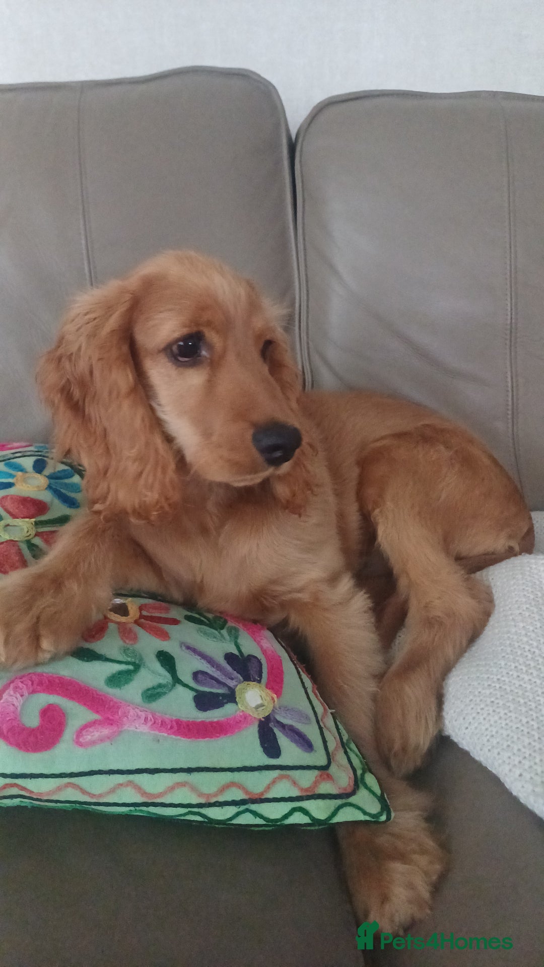 Cocker Spaniel dogs for sale: COOPER  - Image 7