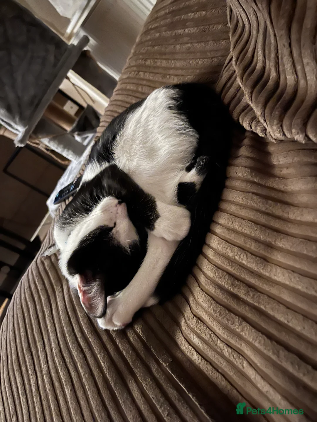 Mixed Breed cats for sale: Kitten for sale  - Advert 1