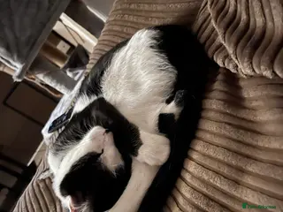 Mixed Breed cats Kitten for sale - Advert 7