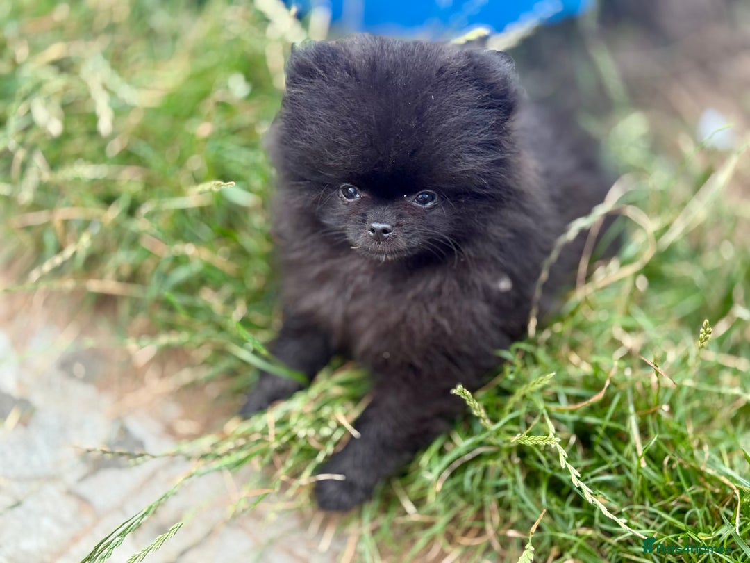 Pomeranian dogs for sale: TINY BLACK POMERANIAN PUPPIES ALERT - Image 10