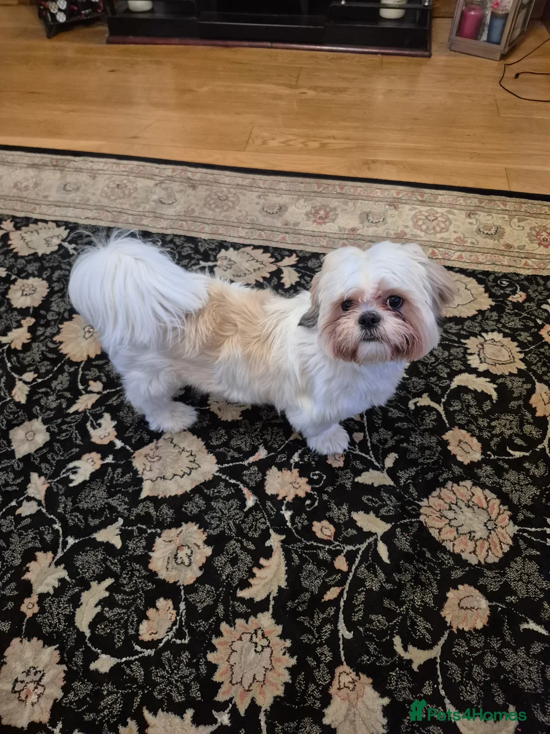 Shih Tzu dogs for sale: 10 month old Shih Tzu in Banbridge - Advert 1