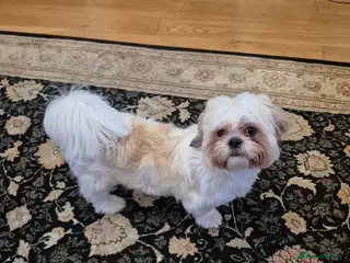 Shih Tzu dogs 10 month old Shih Tzu in Banbridge - Advert 1