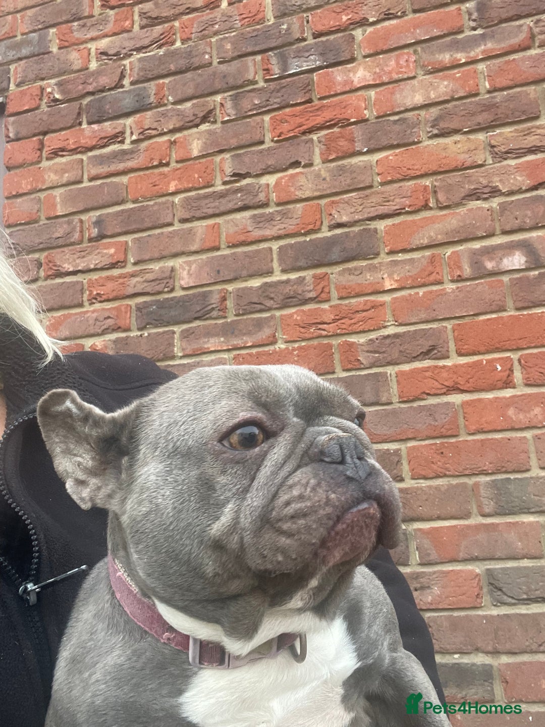 French Bulldog dogs for sale: Frenchie female - Advert 15