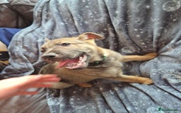 German Shepherd dogs for sale: German Shepard Puppy's 9 weeks  - Image 3
