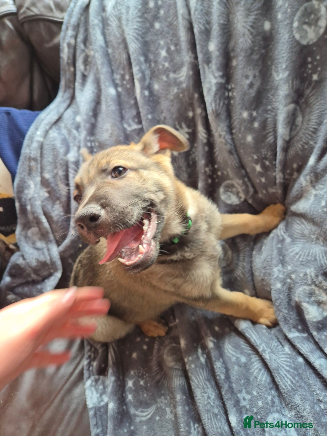 German Shepherd dogs for sale: German Shepard Puppy's 9 weeks  - Image 3