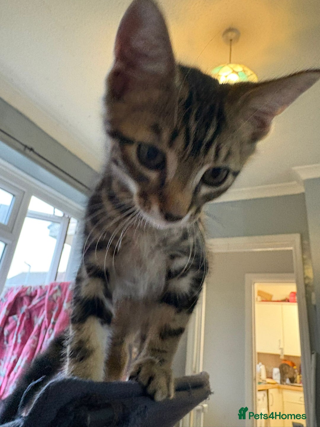 Mixed Breed cats for sale: 4 stunning kittens looking for their forever home. - Image 27