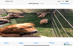 Golden Retriever dogs for sale: Beautiful Health Tested Puppies  - Image 7