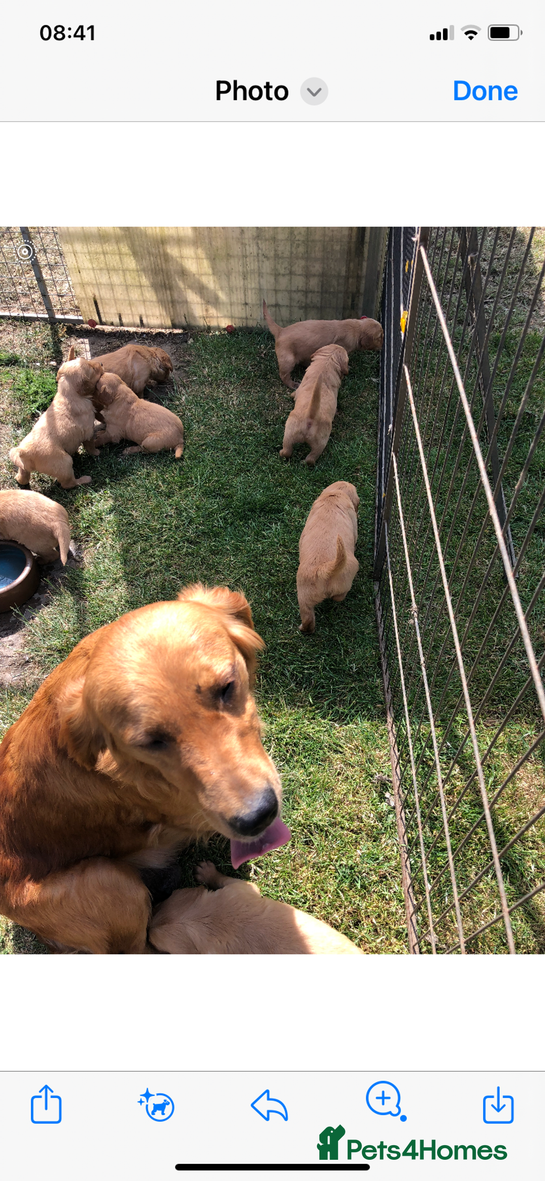Golden Retriever dogs for sale: Beautiful Health Tested Puppies  - Image 7