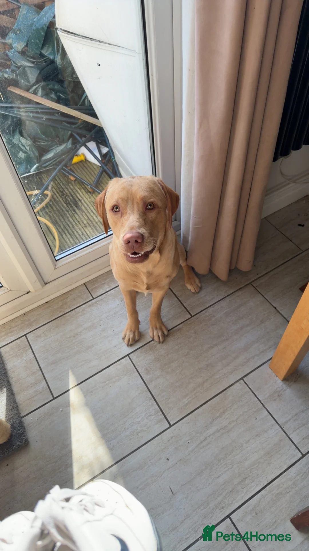 Labrador Retriever dogs for sale: Looking for who bought max - Advert 2