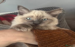 Ragdoll cats for sale: Male ragdoll kitten (4 months old) - Image 8