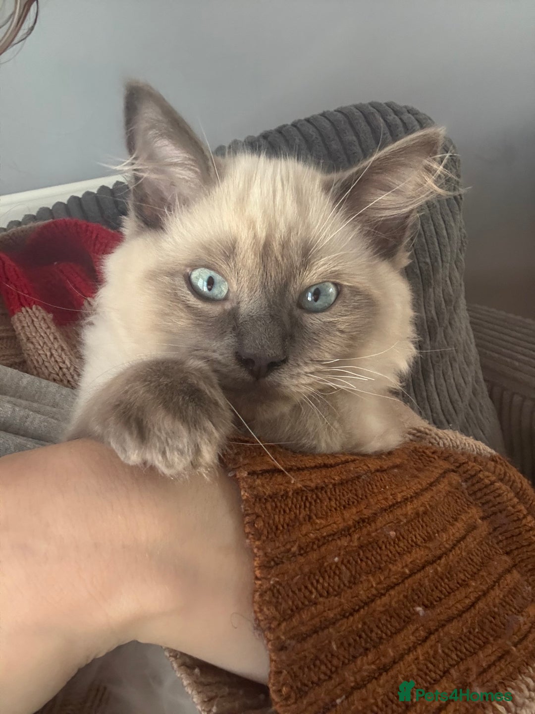 Ragdoll cats for sale: Male ragdoll kitten (4 months old) - Image 8