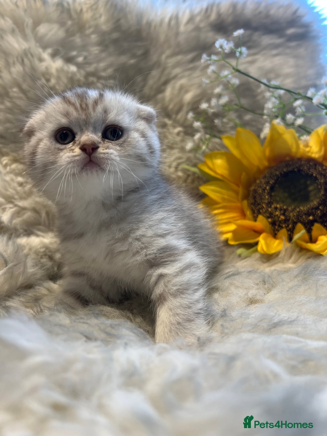 British Shorthair cats for sale: Chocolate spotty Scottish fold kittens - Image 9
